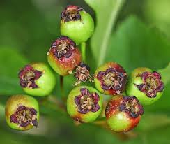 Attēlu rezultāti vaicājumam “Crataegus macracantha flower”