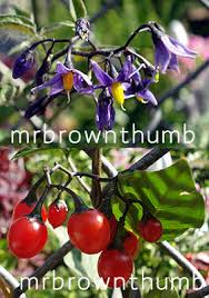 Attēlu rezultāti vaicājumam “Solanum dulcamara fruit”