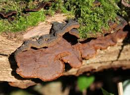 Attēlu rezultāti vaicājumam “Cribraria rubiginosa”