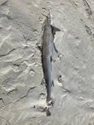 Image result for Furgaleus macki