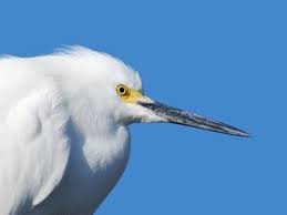 Image result for Egretta thula