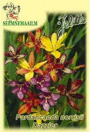 Image result for Pardancanda norrisii