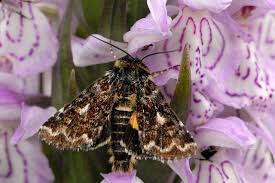 Attēlu rezultāti vaicājumam “Anarta myrtilli larva”