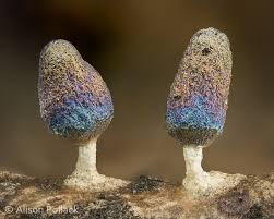 Attēlu rezultāti vaicājumam “Diachea leucopodia”