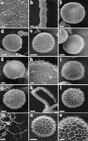 Attēlu rezultāti vaicājumam “Reticularia jurana spores”