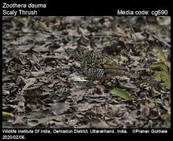 Image result for Zoothera dauma