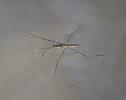 Attēlu rezultāti vaicājumam “Aquarius najas”