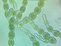 Attēlu rezultāti vaicājumam “Lemanea fluviatilis”