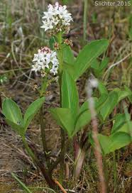 Attēlu rezultāti vaicājumam “Menyanthes trifoliata”