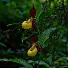 Attēlu rezultāti vaicājumam “Cypripedium calceolus flower”