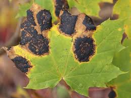 Attēlu rezultāti vaicājumam “Rhytisma acerinum”