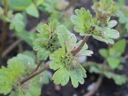 Attēlu rezultāti vaicājumam “Lamium amplexicaule leaf”