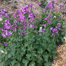Image result for Lunaria annua