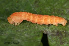 Attēlu rezultāti vaicājumam “Cyclophora albipunctata”
