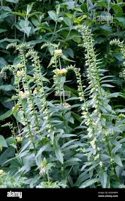 Image result for Digitalis lutea