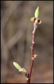 Attēlu rezultāti vaicājumam “Liriodendron tulipifera bud”