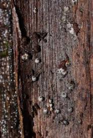 Attēlu rezultāti vaicājumam “Lasiosphaeria ovina spores”