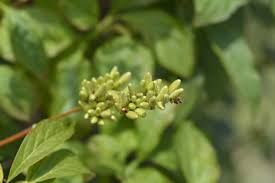 Attēlu rezultāti vaicājumam “Syringa vulgaris fruit”