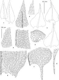 Attēlu rezultāti vaicājumam “Eurhynchiastrum pulchellum”