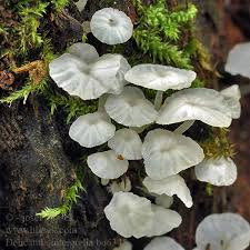 Attēlu rezultāti vaicājumam “Delicatula integrella”