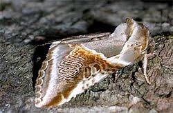 Attēlu rezultāti vaicājumam “Habrosyne pyritoides”