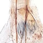 Attēlu rezultāti vaicājumam “Borkhausenia minutella”