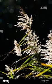 Attēlu rezultāti vaicājumam “Phragmites communis flower”