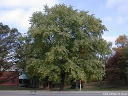 Attēlu rezultāti vaicājumam “Acer saccharinum”