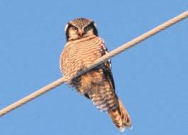 Image result for Surnia ulula