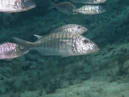 Image result for Lithognathus mormyrus