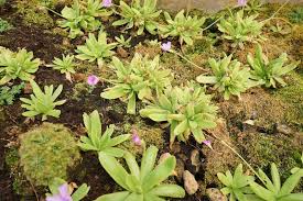 Attēlu rezultāti vaicājumam “Lentibulariaceae”