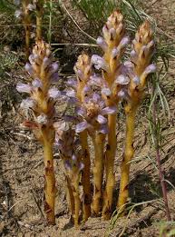 Attēlu rezultāti vaicājumam “Orobanche coerulescens”