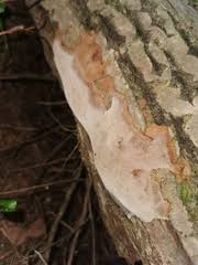 Attēlu rezultāti vaicājumam “Phellinus laevigatus”