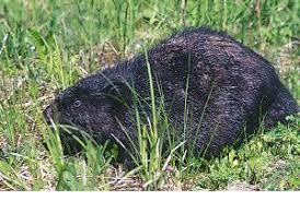 Image result for Castor fiber