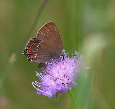 Attēlu rezultāti vaicājumam “Satyrium ilicis underside”