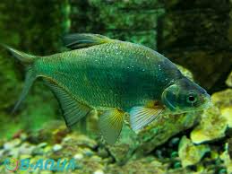 Image result for Blicca bjoerkna