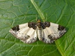 Attēlu rezultāti vaicājumam “Mesoleuca albicillata”