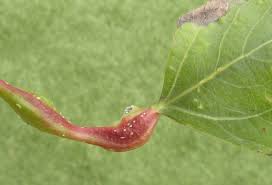 Attēlu rezultāti vaicājumam “Pemphigus borealis”