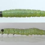 Attēlu rezultāti vaicājumam “Apotomis betuletana”