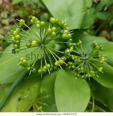 Attēlu rezultāti vaicājumam “Allium ursinum fruit”