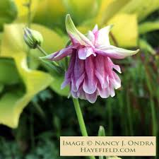 Image result for Aquilegia