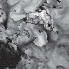 Attēlu rezultāti vaicājumam “Lobaria amplissima”