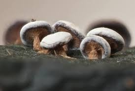 Attēlu rezultāti vaicājumam “Diderma hemisphaericum macro”