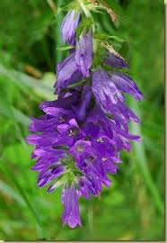 Image result for Campanula spicata