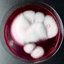 Attēlu rezultāti vaicājumam “Trichia contorta young”