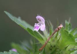 Attēlu rezultāti vaicājumam “Galeopsis bifida flower”