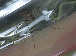 Attēlu rezultāti vaicājumam “Trichocera”