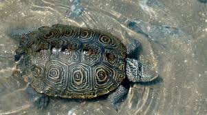 Image result for Malaclemys terrapin