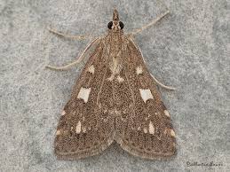 Attēlu rezultāti vaicājumam “Udea olivalis”