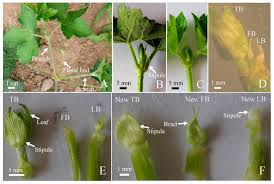 Attēlu rezultāti vaicājumam “Geranium sylvaticum bud”